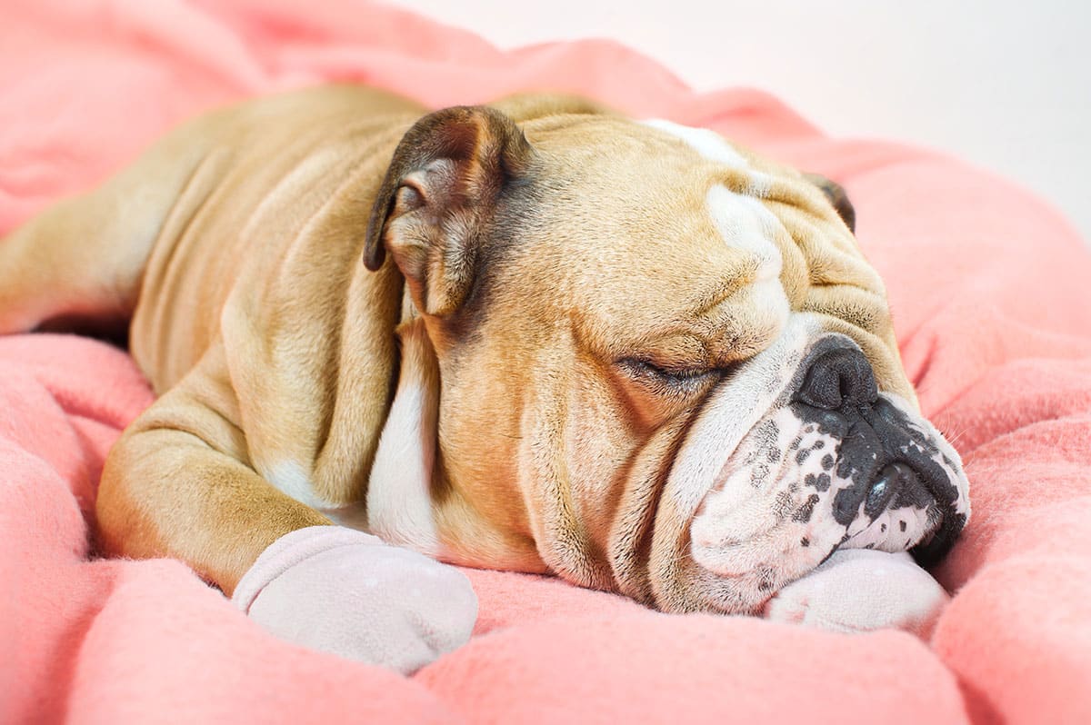 Snoring dog on a pink pillow